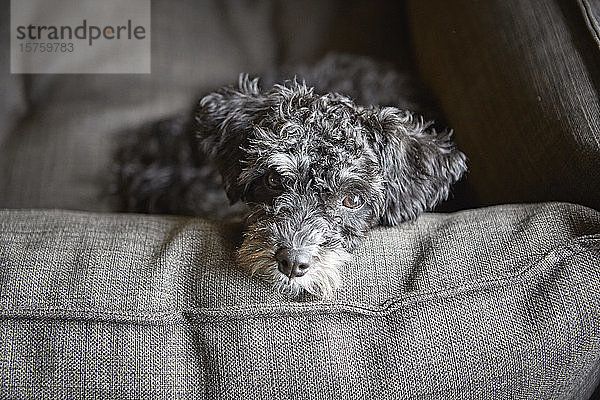 Hund ruht Kopf auf Sofa