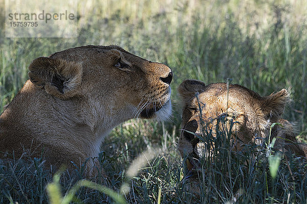 Löwin (Panthera leo)  Seronera  Serengeti-Nationalpark  Tansania