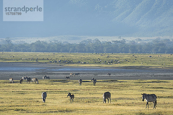 Gewöhnliche Zebras (Equus quagga)  Ngorongoro-Krater  Ngorongoro-Schutzgebiet  Serengeti  Tansania