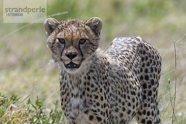 Gepardenjunge (Acynonix jubatus)  Seronera  Serengeti-Nationalpark  Tansania