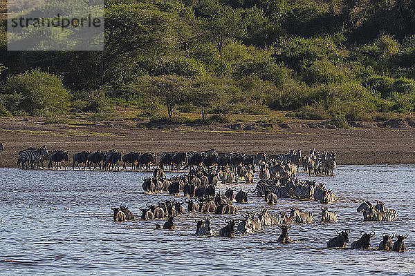 Wandernde Flachlandzebras (Equus quagga) und Gnus (Connochaetes taurinus) überqueren den See  Ndutu  Ngorongoro-Schutzgebiet  Serengeti  Tansania