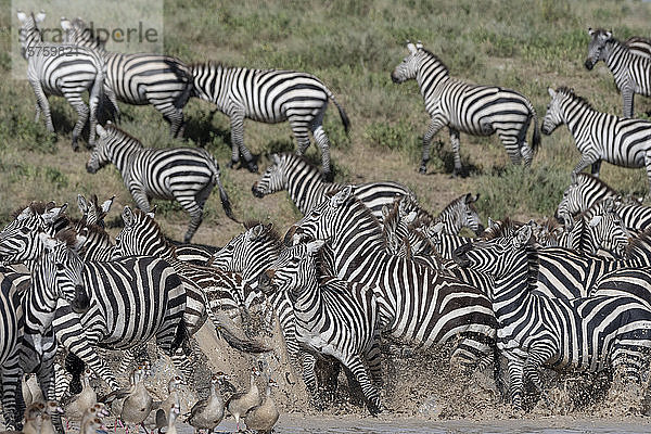 Eifer der Steppenzebras (Equus quagga)  Ndutu  Ngorongoro-Schutzgebiet  Serengeti  Tansania