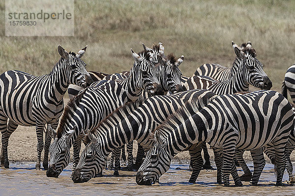 Eifer der Flachlandzebras (Equus quagga) beim Trinken am Wasserloch  Seronera  Serengeti-Nationalpark  Tansania