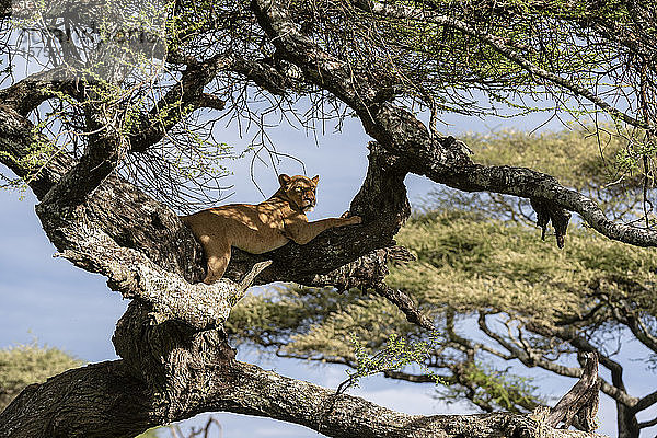 Löwin (Panthera leo) auf Baum  Ndutu  Ngorongoro-Schutzgebiet  Serengeti  Tansania