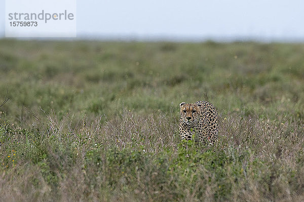 Gepard (Acynonix jubatus) auf der Suche nach Beute in der Savanne  Seronera  Serengeti-Nationalpark  Tansania