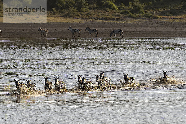 Wandernde Flachlandzebras (Equus quagga) im See  Ndutu  Ngorongoro-Schutzgebiet  Serengeti  Tansania