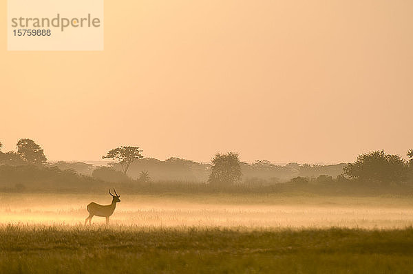 Puku im Nebel bei Sonnenaufgang  Busanga-Ebenen  Kafue-Nationalpark  Sambia