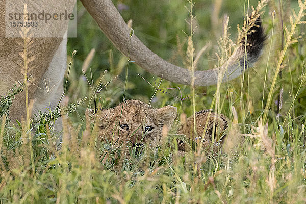 Im Gras versteckte Löwenjunge (Panthera leo)  Ndutu  Ngorongoro-Schutzgebiet  Serengeti  Tansania