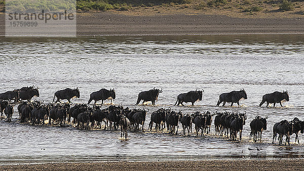 Wandernde Gnus (Connochaetes taurinus) überqueren den See  Ndutu  Ngorongoro-Schutzgebiet  Serengeti  Tansania