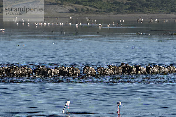 Gnu (Chonnochaetes tautinus) überquert See und grössere Flamingos (Phoenicopterus roseus)  Ndutu  Ngorongoro-Schutzgebiet  Serengeti  Tansania