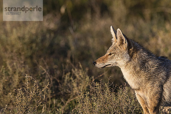 Wachsamer Goldschakal (Canis aureus)  Ndutu  Ngorongoro-Schutzgebiet  Serengeti  Tansania