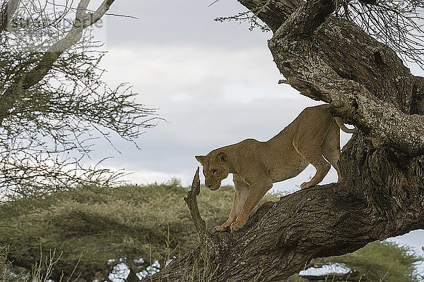 Löwin (Panthera leo) auf Baum  Ndutu  Ngorongoro-Schutzgebiet  Serengeti  Tansania