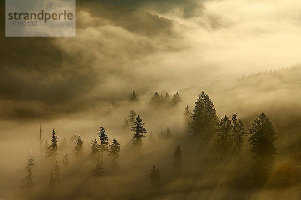 Morgennebel und Bäume im Herbst  Saartal  Mettlach  Saarland  Deutschland