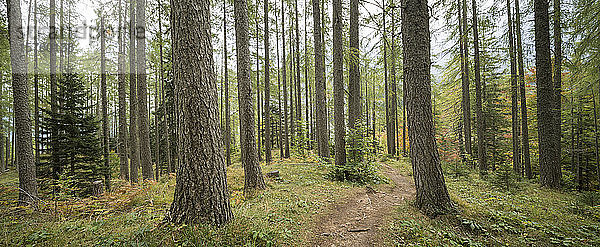 Wälder  Vrsic-Pass  Julische Alpen  Triglav-Nationalpark  Oberkrain  Slowenien