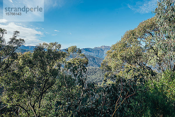 Sonnige  ruhige Aussicht auf Bäume und Berge Australien