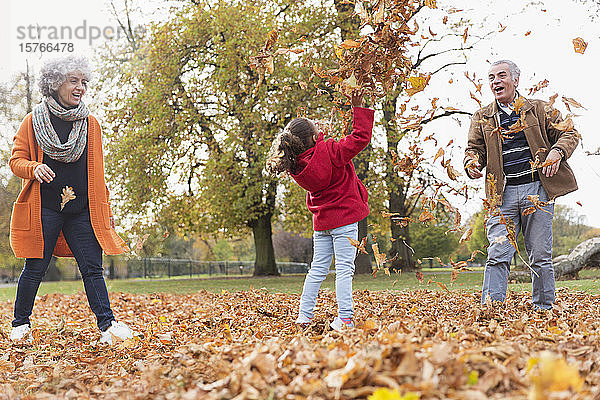 Verspielte Großeltern und Enkelin werfen Herbstblätter im Park