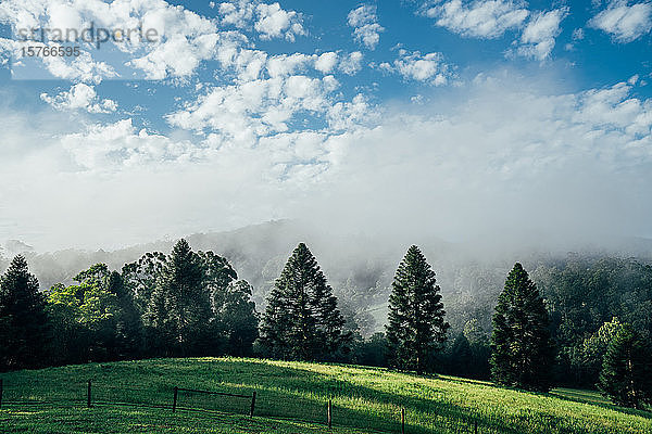 Tranquil Szene Nebel Pause über sonnigen grünen Bäumen Taree Australien