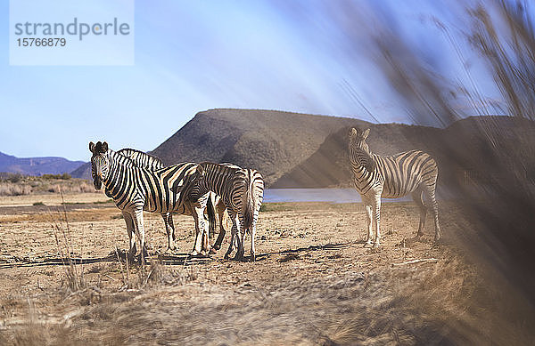 Zebras im sonnigen Wildschutzgebiet Sanbona Kapstadt Südafrika