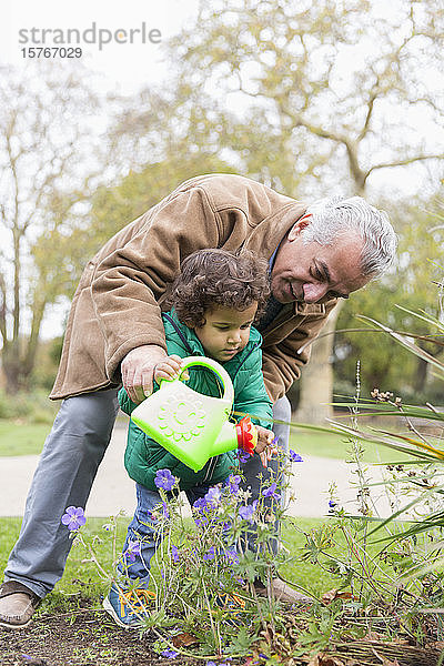 Großvater und Enkelin gießen Blumen mit Gießkanne