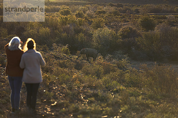 Frauen auf Safari beobachten ein Elefantenkalb im Grasland in Südafrika