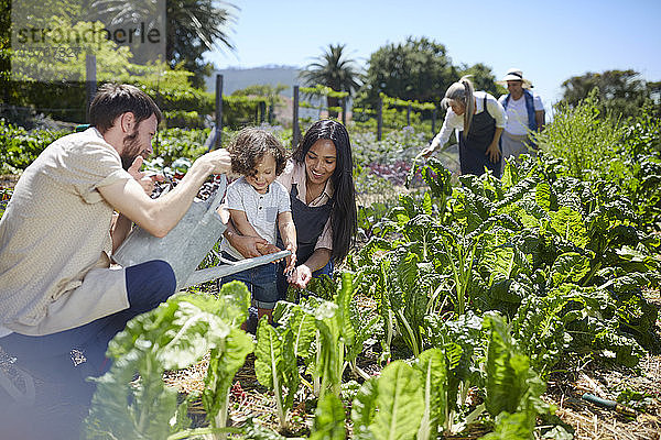 Junge Familie bewässert Gemüse im sonnigen Garten