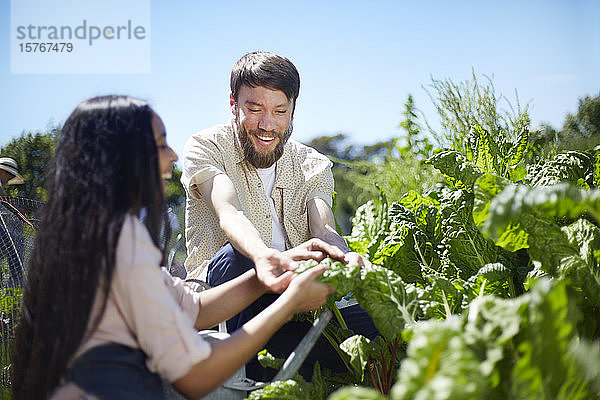 Junges Paar erntet Gemüse im sonnigen Garten