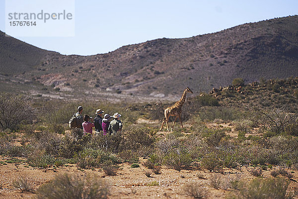 Safari-Gruppe beobachtet Giraffen im sonnigen Wildschutzgebiet in Südafrika