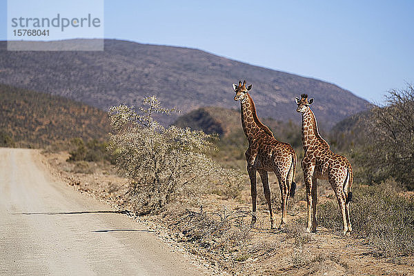 Giraffen am sonnigen Straßenrand im Wildtierreservat in Südafrika