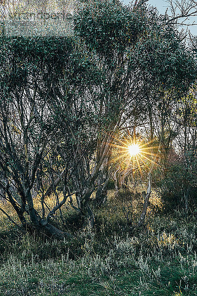 Die Sonne scheint hinter den Bäumen Alpine National Park Australien