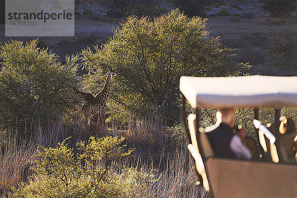 Safaritouristen beobachten Giraffen beim Grasen auf Bäumen im Wildreservat