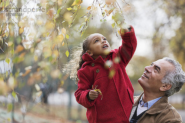 Großvater hebt Enkelin hoch  die nach Herbstblättern auf einem Ast greift
