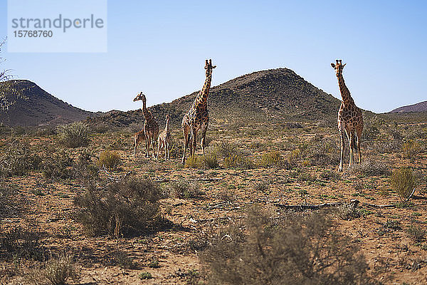 Giraffen im sonnigen  abgelegenen Grasland Sanbona Kapstadt Südafrika