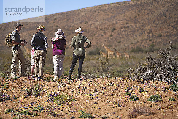 Safari-Gruppe beobachtet Giraffen in der Ferne Südafrika