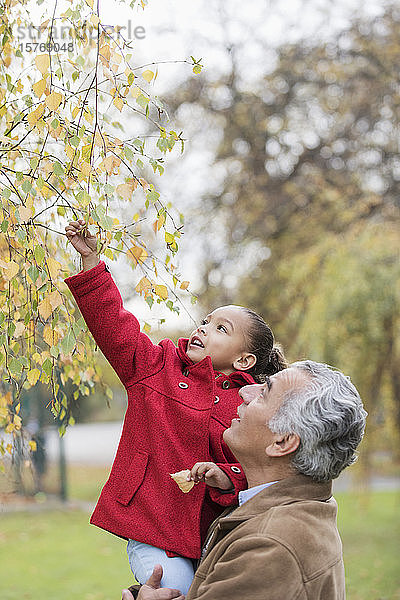 Großvater hebt Enkelin hoch  die nach Herbstblättern an einem Baum greift