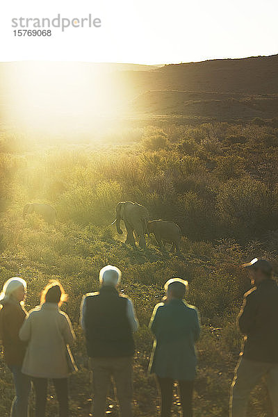 Safari-Gruppe beobachtet Elefanten im sonnigen Grasland Südafrikas