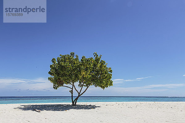 Einzelner Baum am sonnigen  ruhigen  abgelegenen Meeresstrand unter blauem Himmel  Malediven