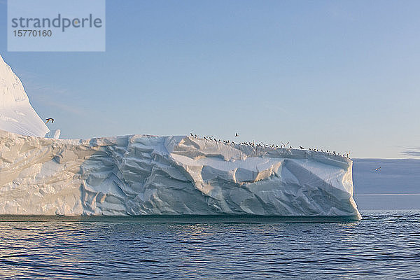 Vögel versammeln sich auf der Spitze eines Eisbergs im Atlantik Grönland