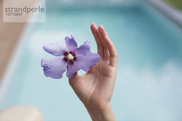 Close up Hand hält tropischen lila Hibiskus am Pool