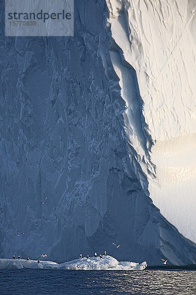 Vögel unter dem Eisberg in Grönland