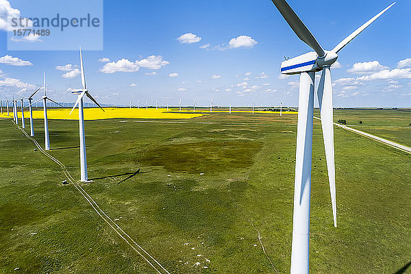 Große Windkraftanlagen und ein blühendes Rapsfeld mit blauem Himmel und Wolken  östlich von Pincher Creek; Alberta  Kanada