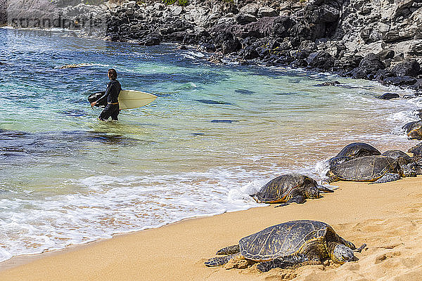 Ein männlicher Surfer geht vom Ufer weg in Richtung der Brandung des Pazifiks. Grüne Meeresschildkröten (Chelonia mydas) halten ein Nickerchen im Sand am Rande des Strandes  um die Sonne am berühmten Hookaipa Beach zu genießen; Paia  Maui  Hawaii  Vereinigte Staaten von Amerika