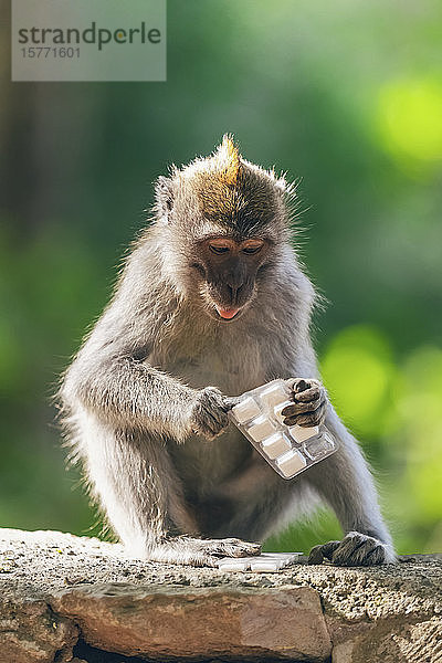 Affe (Macaca fascicularis) mit einer Packung Kaugummi  Affenwald von Ubud; Bali  Indonesien