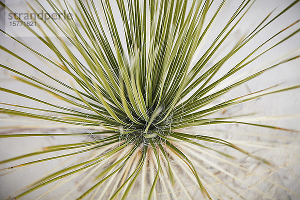 Blick von oben auf eine Soaptree-Yucca (Yucca elata)  White Sands National Monument; Alamogordo  New Mexico  Vereinigte Staaten von Amerika