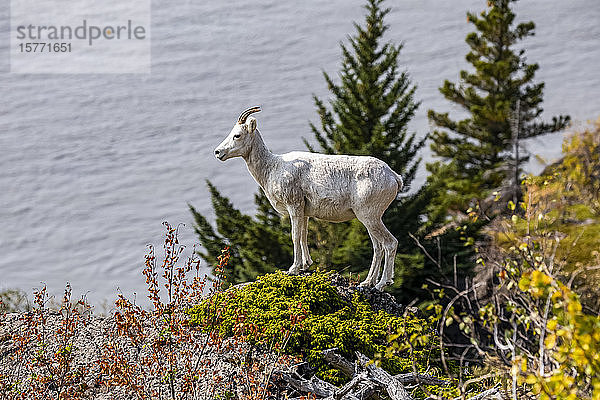 Dallschafschaf (Ovis dalli) streift im Herbst auf den Felsvorsprüngen umher  um zu fressen  und überblickt dabei die Meeresgewässer des Turnagain Arm in Süd-Zentral-Alaska südlich von Anchorage; Alaska  Vereinigte Staaten von Amerika