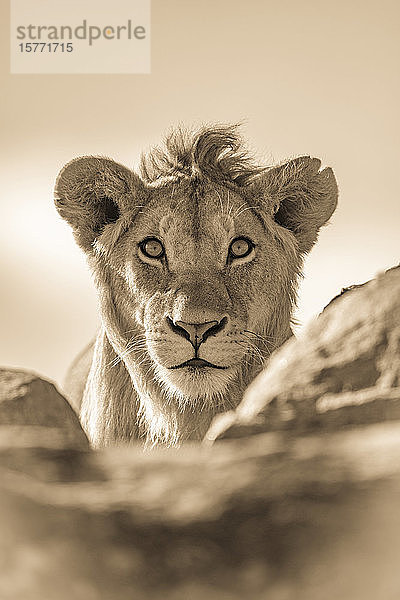 Ein junger männlicher Löwe (Panthera leo) streckt seinen Kopf über einen Felsvorsprung. Er hat eine kurze Mähne und starrt direkt in die Kamera  Serengeti National Park; Tansania