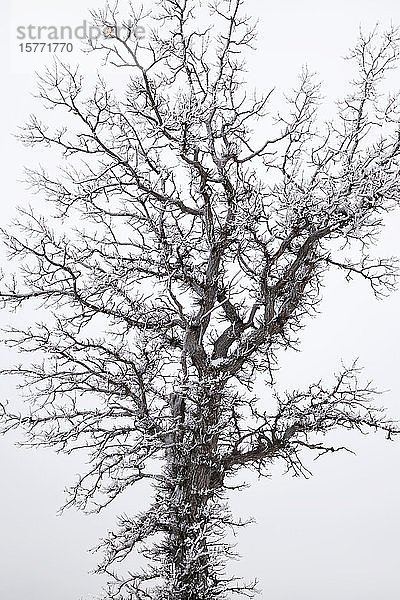 Eisbedeckter Baum vor einem bedeckten Himmel; Sault St. Marie  Michigan  Vereinigte Staaten von Amerika