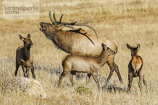 Elchbulle (Cervus canadensis) mit drei Kälbern; Denver  Colorado  Vereinigte Staaten von Amerika