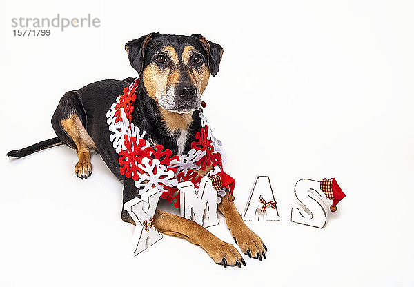 Hund posiert für Weihnachtsporträts auf weißem Hintergrund; Studio