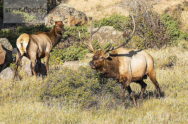 Elch (Cervus canadensis)  Bulle und Kuh; Estes Park  Colorado  Vereinigte Staaten von Amerika