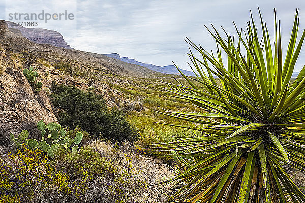 Yucca-Pflanze im Vordergrund auf dem Dog Canyon National Recreational Trail  Sacramento Mountains  Chihuahuan-Wüste im Tularosa-Becken  Oliver Lee Memorial State Park; Alamogordo  New Mexico  Vereinigte Staaten von Amerika